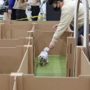 마이펫아카데미 이미지