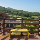 버드나무숲 | 조금 이른 용인자작나무숲 수국축제 후기, 그래도 수국 예뻐요