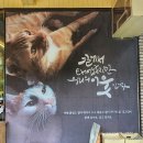 인투캣츠 이미지