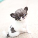 펫블리강아지&미라클고양이 이미지