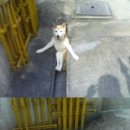 흠