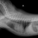 지누동물병원 이미지