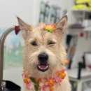 팍스도그트레이닝센터 이미지