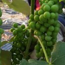 송산농장 이미지