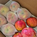 고씨네 농장 | 시댁 추석선물 실패없는 꿀 가득 고씨네농장 홍로 사과