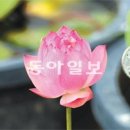 연꽃냉면