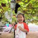9월 1주) 포도 농장 🍇 이미지