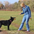 펫매니저 이미지