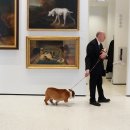 뉴욕애견 이미지