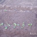 준상농장 이미지