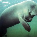 사과(apple)와 매너티(manatee) 이미지