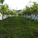 우혁농장 이미지