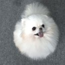 화이트폼 이미지