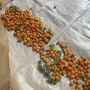 황보농장 이미지