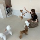 맘바이 루프탑 테라스 강아지 애견호텔 애견유치원 이미지