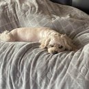 서서울 동물병원 이미지