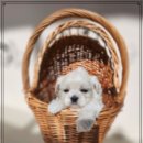 펫스티발 이미지