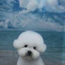 펫 아지트 이미지