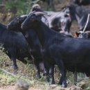 녹색흑염소 이미지