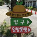 텃밭 | [수원] 탑동시민농장 ㅣ 5월 양귀비꽃 가득한 주말 나들이