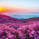 황매산 벚꽃길 이미지