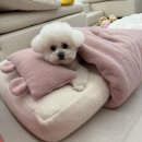 더독그루머스 이미지