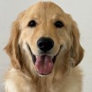 서촌동 댕번지 이미지