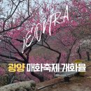 가야농원 | 2026 광양매화축제 언제 가야 할까? 3월 2일 홍쌍리 청매실 농원 개화 상황 후기