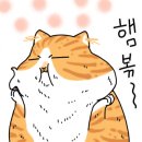 빼꼼 이미지