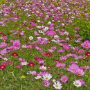 코스모스드림 이미지