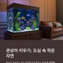 열대어(관상어) 기르기 입문 | 관상어 키우기, 초보자를 위한 첫 수족관 입문 가이드