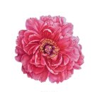 보태니컬아트(색연필그림) | 겹벚꽃 완성작/보태니컬아트/색연필꽃그림/부천화실