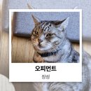 쥬얼리모텔 | 장성 오피먼트 카페 그 이상의 다양한 공간, 고양이 사장님과 함께