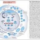 좀비세포가 분비하는 senescence-associated secretory phenotype의 병리 2024 네이처!! 이미지