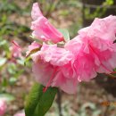 NY Botanical Garden(04/15/26)-IV 이미지