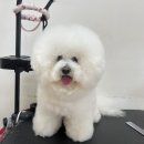 헬로퍼피 | 파주강아지미용 비숑스타일링 헬로퍼피 후기!