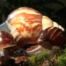 아프리카대왕 달팽이(Giant African land snail) 이미지