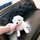 천안 강아지분양 고양이분양 파라다이스펫본점 이미지