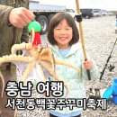 일원1-103 | 서천동백꽃주꾸미축제 기본정보 가격 리뷰 마량리동백숲 후기 2026