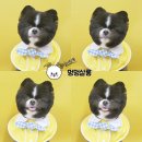 멍멍살롱 이미지