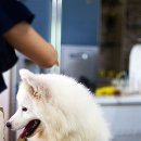 해외언론에 소개된 부산 애견카페(The Dog Cafe) 이미지