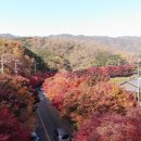 단풍 이미지
