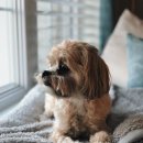 예쁜강아지 이미지