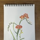 프리지아103