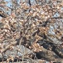 서종의 아침 이미지