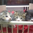 난곡동-64 이미지