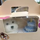 호두네 맡겨보개 이미지