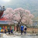 매화국제여행사 이미지
