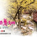 제176차 구례견두산(산수유축제) 정기산행공지 이미지