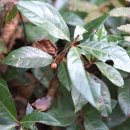 자금우 Ardisia japonica (Thunb.) Blume 종(국가기후변화지표) 이미지